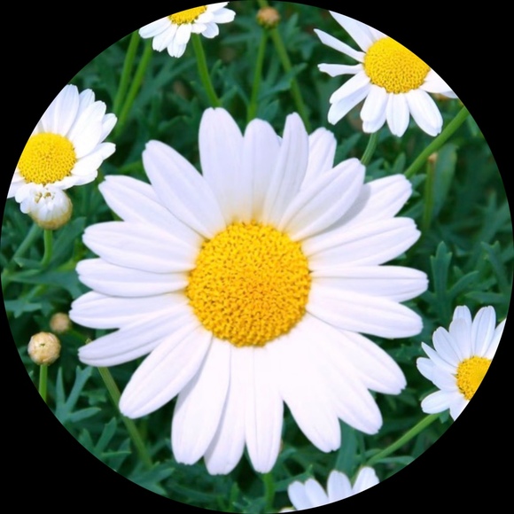 daisy022018